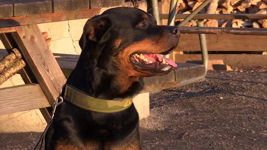 Hundturism20260506