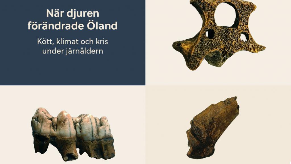 Kött och djurhållning på järnålderns Öland