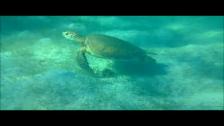 Jättesköldpaddor filmat med Nokia Lumia 920 under vattnet